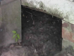 Under the house