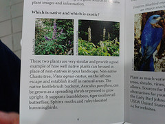 Exotic Chaste Tree, Vitex agnus-castus v. native bottlebrush buckeye, Aesculus parviflora