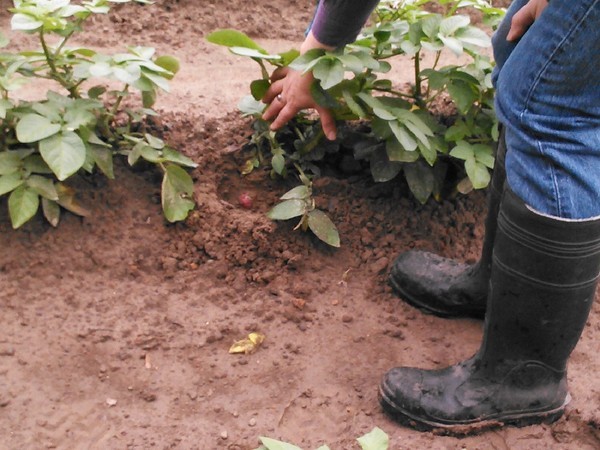 See the red potato in the ground, in Valdosta Farm Days â??Gretchen on WALB, by John S. Quarterman, for Lowndes Area Knowledge Exchange (LAKE), 2 May 2014