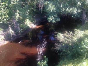 300x225 Very Red, in Alapahoochee River, by April Huntley, 1 September 2014