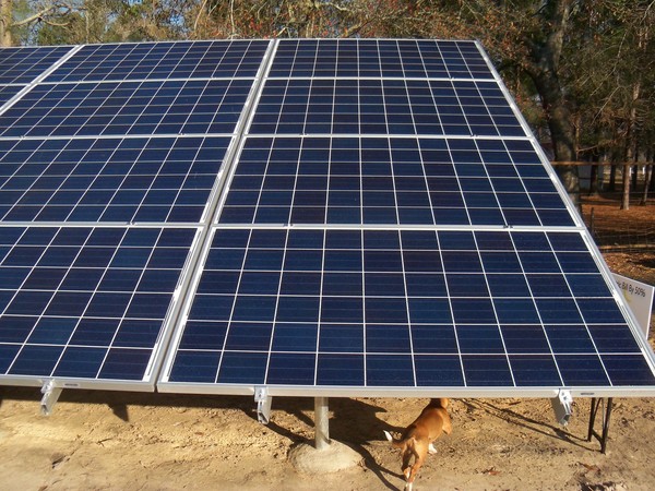 600x450 Dog, in Alton Burns' solar panels, by Alton Burns, 13 February 2015