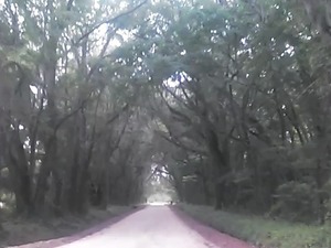 300x225 Solid canopy, in Boring Pond Road, by John S. Quarterman, 13 April 2015