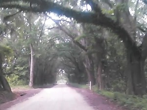 300x225 Canopy, in Boring Pond Road, by John S. Quarterman, 13 April 2015