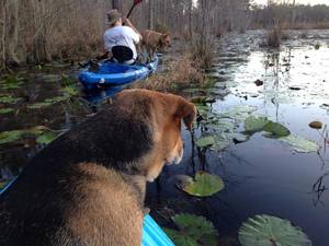 Brown Dog watching Yellow Dog