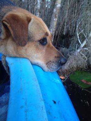 Brown Dog on blue boat