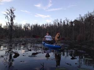 Yellow Dog in jsq boat