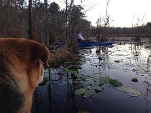 Yellow Dog watching Brown Dog