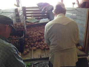 Sorting taters