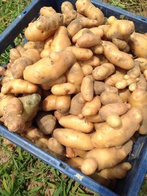 Fingerling taters