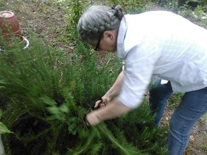 Cutting rosemary