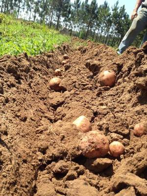 Taters plowed