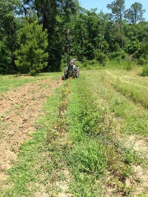 Plowing potatoes