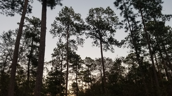 Trunks, Pair