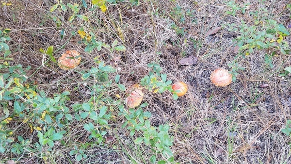 Four, Fly agaric