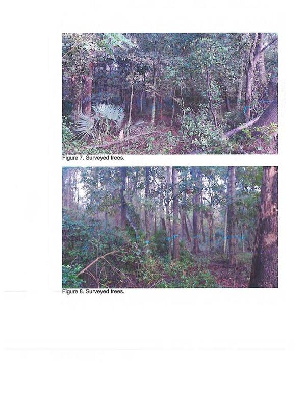 Figures 7,8. Surveyed trees