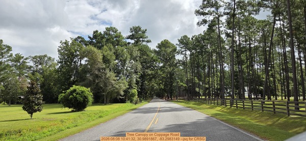 [Tree Canopy on Coppage Road, 2026:08:08 10:41:32, 30.9891867, -83.2983149 --jsq for CRSG]